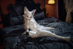 160cm Furry Fox Girl Sex Doll – Sorelle3 160cm Furry Fox Girl Sex Doll - Sorelle3 - Image 18